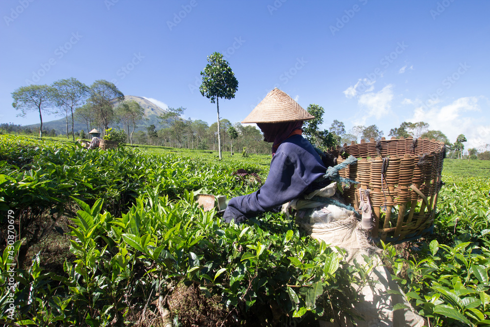 pemutik-teh